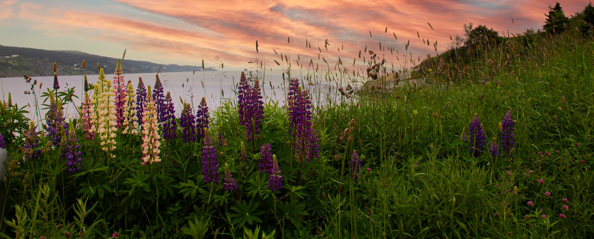Spaniard's Bay banner image