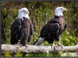 Wild Life
